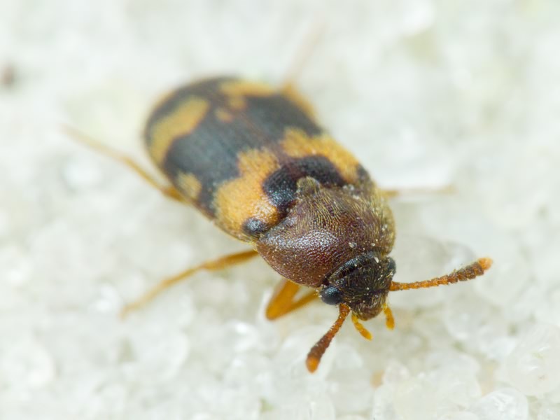 Mycetophagus piceus (Fabricius, 1777)